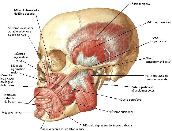 Músculos de la articulación temporomandibular, Sistemas