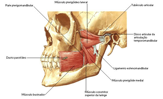 Músculos da ATM - Pterigóideos Lateral e Medial