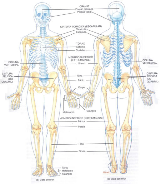 Divisão do Esqueleto em Esqueleto Axila e Esqueleto Apendicular