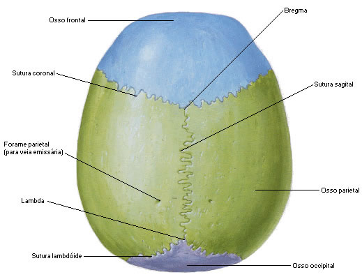 Vista Superior do Crânio