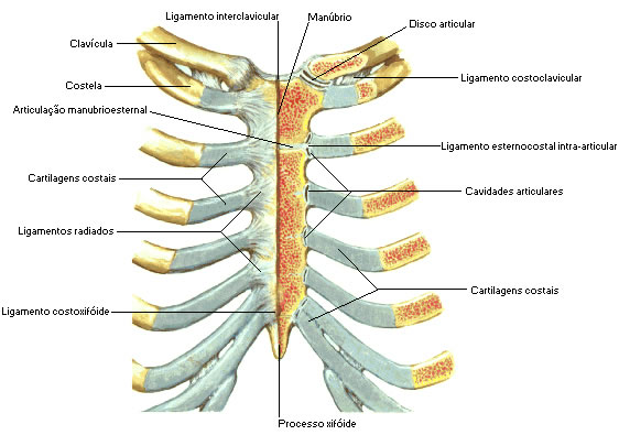 Articulações Esternocostais