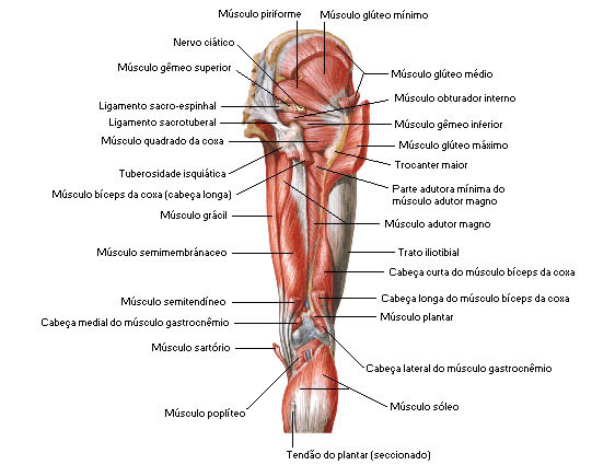 Músculos do Quadril - Vista Posterior - Dissecação Profunda