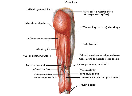 Músculos do Quadril - Vista Posterior - Dissecação Superficial