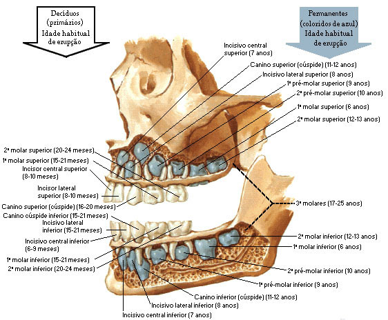DENTES PRIMÁRIOS E PERMANENTES