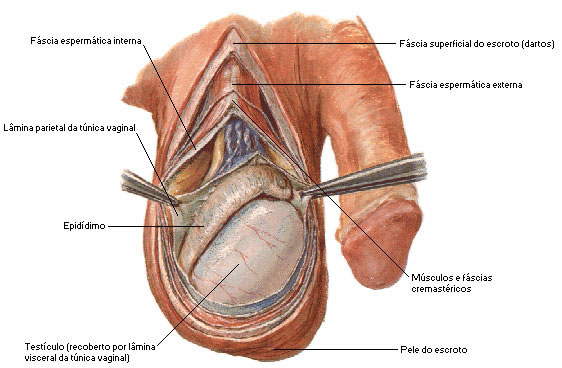 ESCROTO