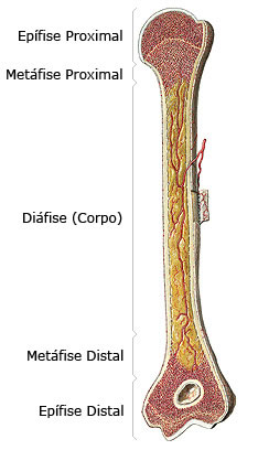 Estrutura dos Ossos Longos Epífise e Diáfise