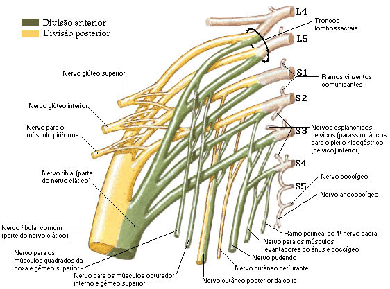 PLEXO LOMBOSACRAL