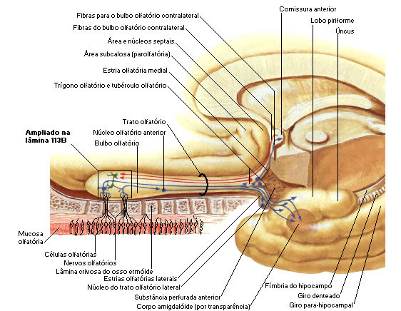  ANATOMIA DO NERVO OLFATÓRIO