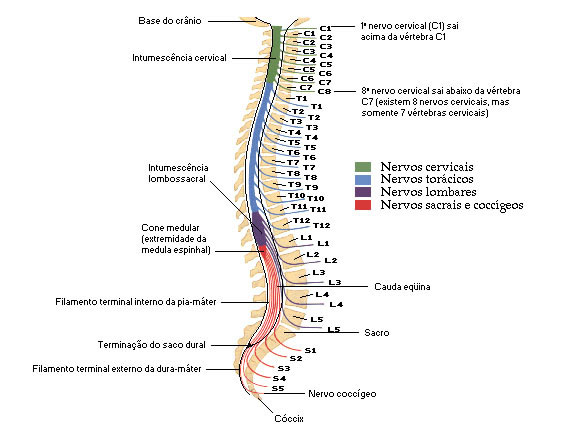 Relação das Raízes com a Coluna Vertebral