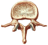 Ossos Irregulares Exemplo Vértebra 