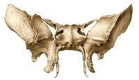 Ossos Pneumáticos Exemplo Esfenoide
