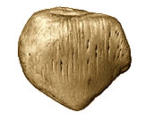 Sesamoid Bones Example Patella Ossos Sesamoides Exemplo Patela