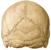 Ossos Suturais ossos localizados entre as suturas do cranio