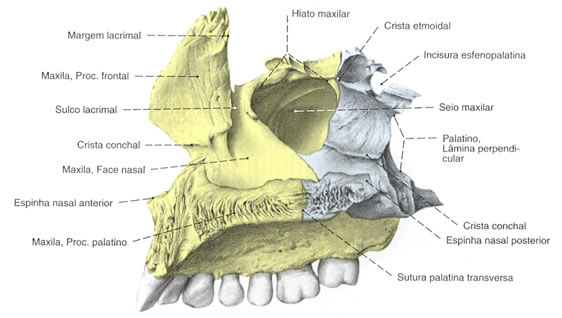 Osso Palatino associado aos ossos da face