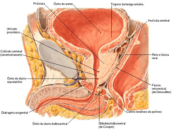 anatomia da próstata