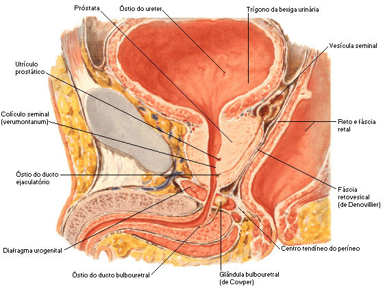 VISTA LATERAL DA PRÓSTATA