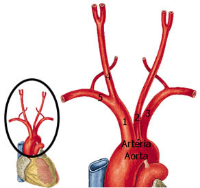 Artérias Vertebrais