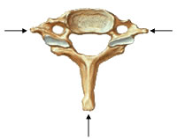 Saliências Ósseas Processos das vértebras 