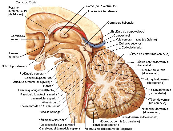 Epitálamo - Vista Medial