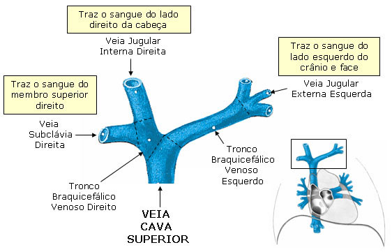 Ramos da Veia Cava Superior