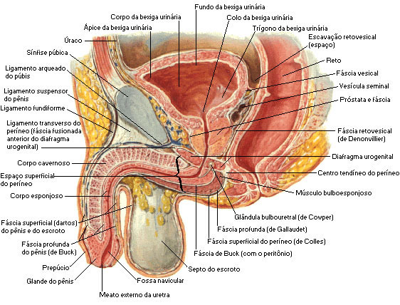 ESTRUTURAS DO SISTEMA GENITAL MASCULINO