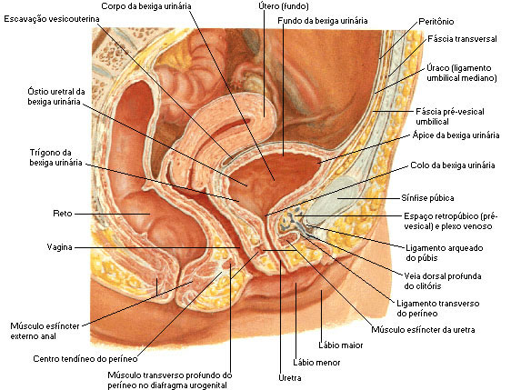 VAGINA - VISTA LATERAL