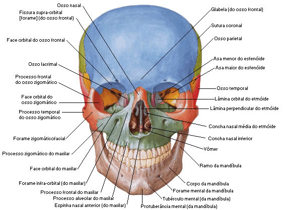 Osso Lacrimal associado aos Ossos do Crânio