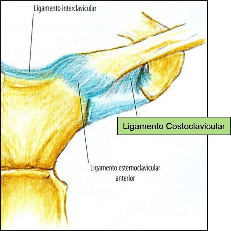 costoclavicular ligament