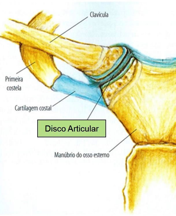 Disco articular de la articulación esternoclavicular