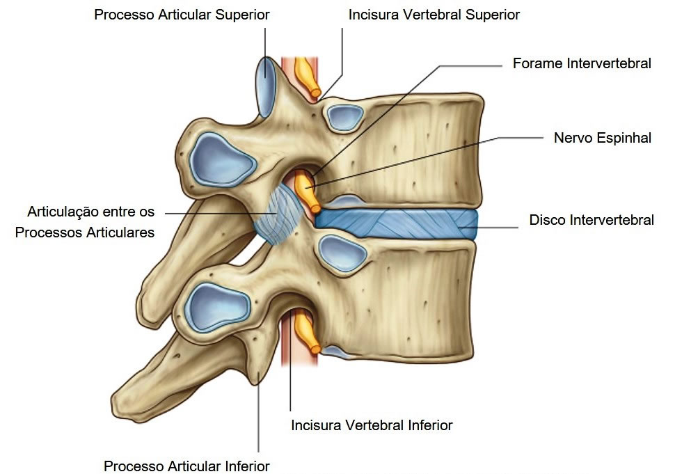 Gliding Joint Vertebrae The Joint Of Our Neck Which Allows Us To Gliding Joint Vertebrae The Joint Of Our Neck Which Allows Us To