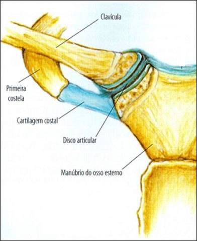 Articulación esternoclavicular
