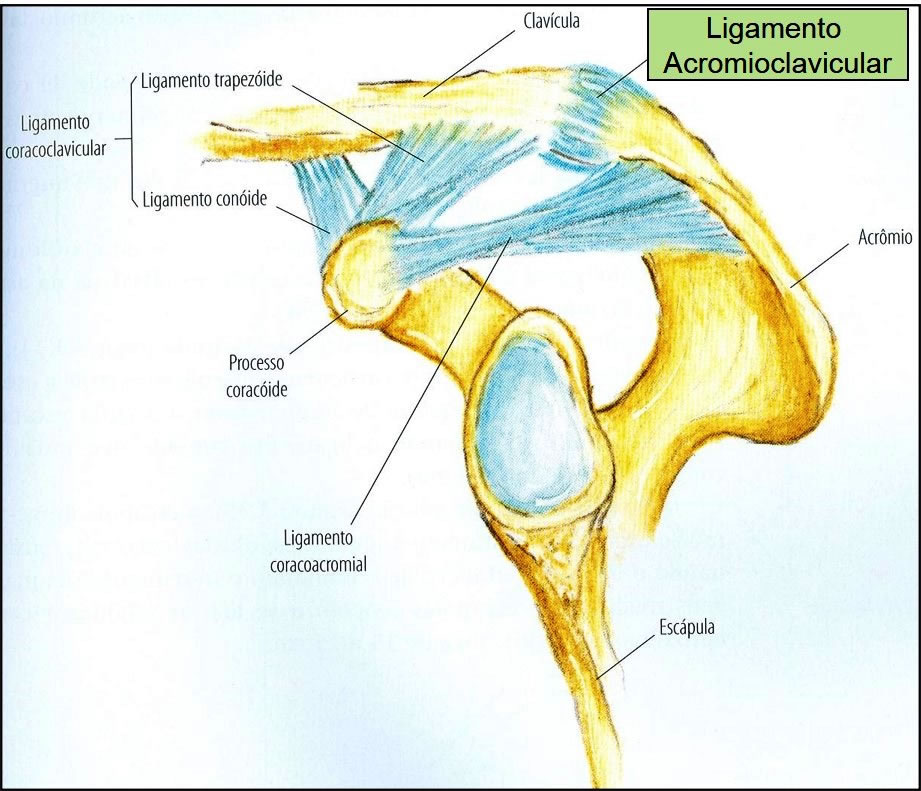 acromioclavicular ligament