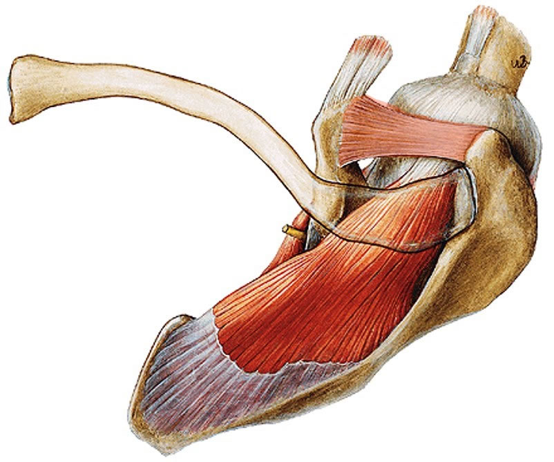 Coracohumeral ligament