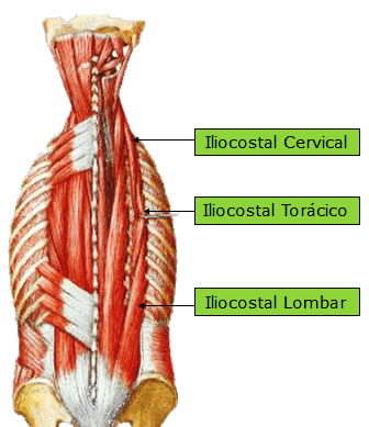Músculo Iliocostal