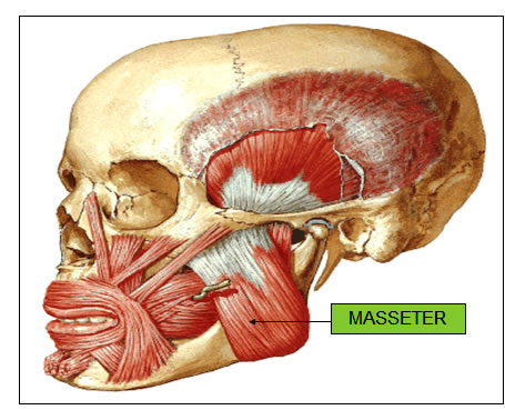 Músculo Masseter