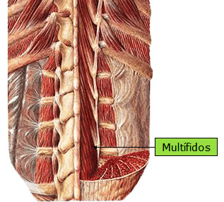 Músculo Multifidos
