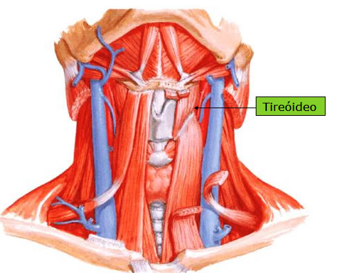 Músculo Tireoideo