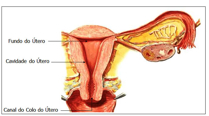 Colo do Útero