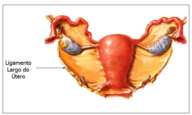 Ligamento Largo do Útero