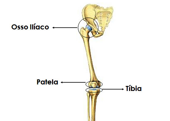 femur joints