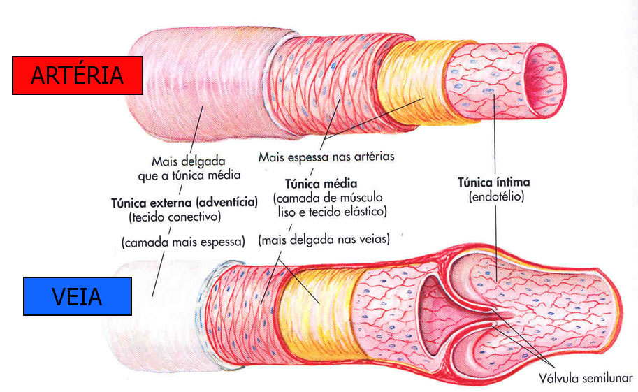 Comparação das Túnicas entre Artéria e Veia