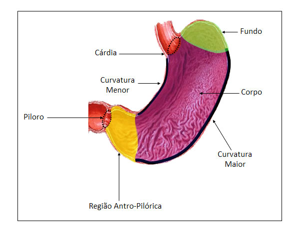 PARTES DO ESTÔMAGO