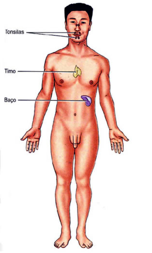 Órgãos Linfáticos