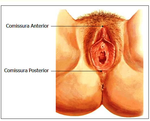 Comissura Posterior e Anterior
