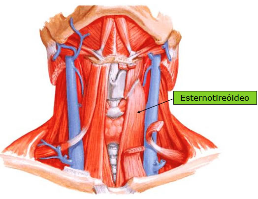 Músculo Esternotireoideo
