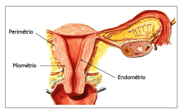 Camadas da Parede do Útero
