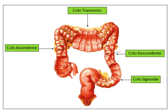 PARTES E ESTRUTURA DO INTESTINO GROSSO