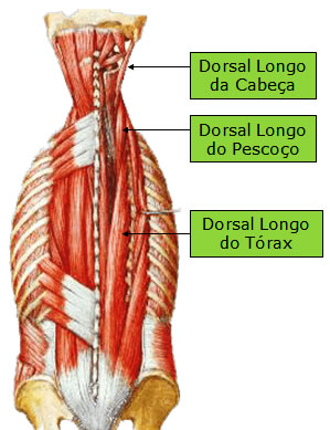 Músculo Dorsal Longo