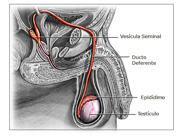 ductus deferens