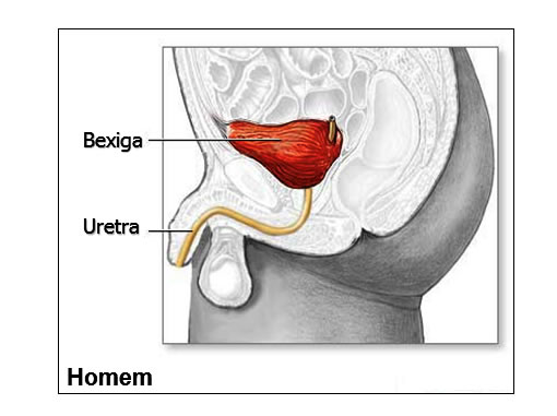 BEXIGA URINÁRIA MASCULINA